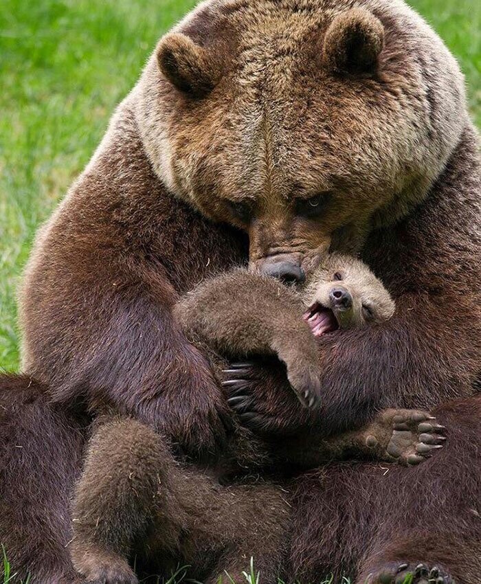 Выживание наиболее приспособленных часто проявляется у медведей. У них более доминирующий медведь съедает мишку поменьше, чтобы стать ещё больше