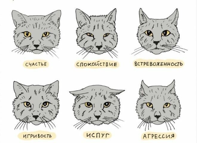 Как ваша кошка пытается с вами поговорить