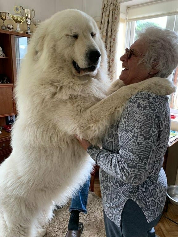 1. Бабушка танцует с собачкой размером с дедушку