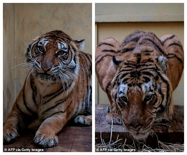 Слева - тигрица Софти, справа - тигр Гог