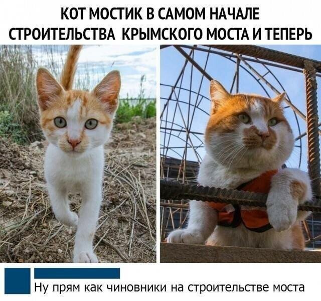 Котовсячина