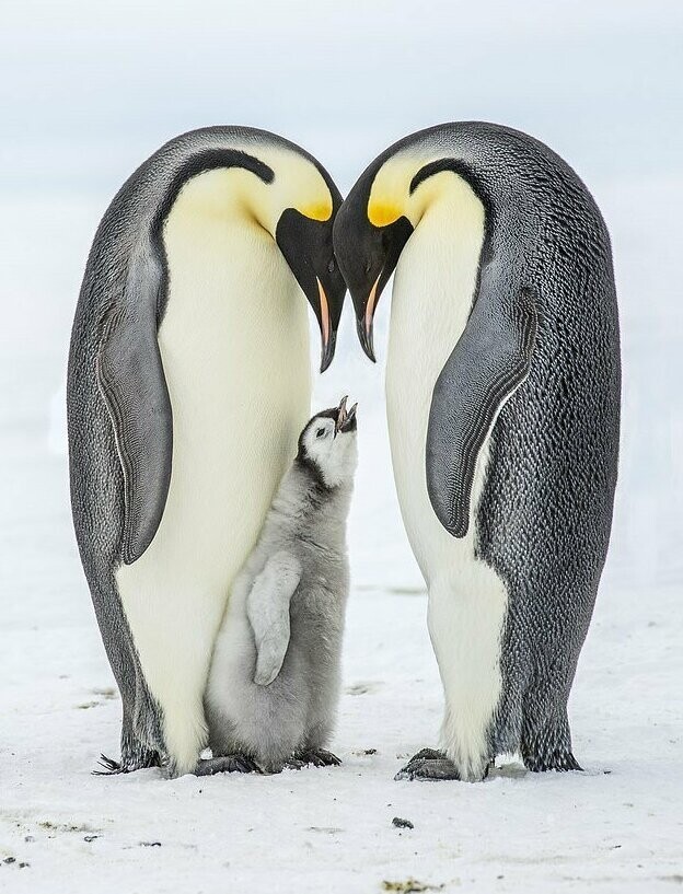 Императорские пингвины могут вымереть еще до конца столетия