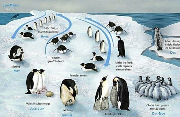 Императорские пингвины могут вымереть еще до конца столетия