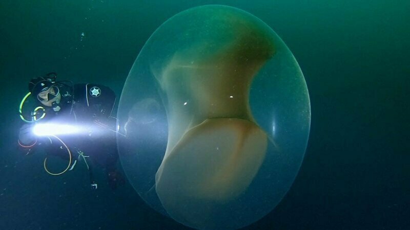 "Тайна сферического студня раскрыта". Океан преподнес удивительные находки