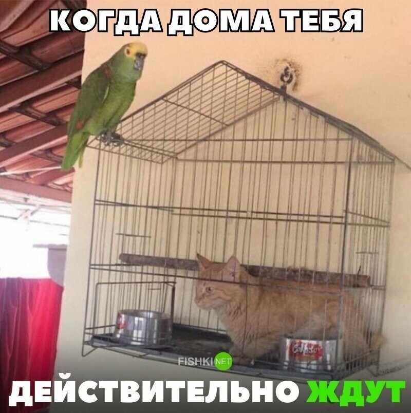 Весёлые картинки