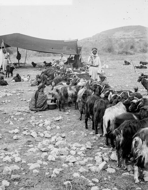 Жизнь бедуинов на старинных фотографиях конца XIX века