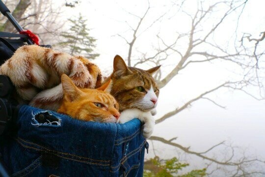 Две кошки путешествуют по Японии в рюкзаках и велосипедных корзинах