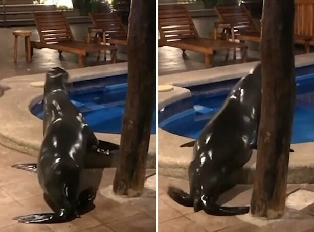 Морской лев пробрался на территорию отеля в Пуэрто-Айора, Санта-Круз, Галапагосские острова