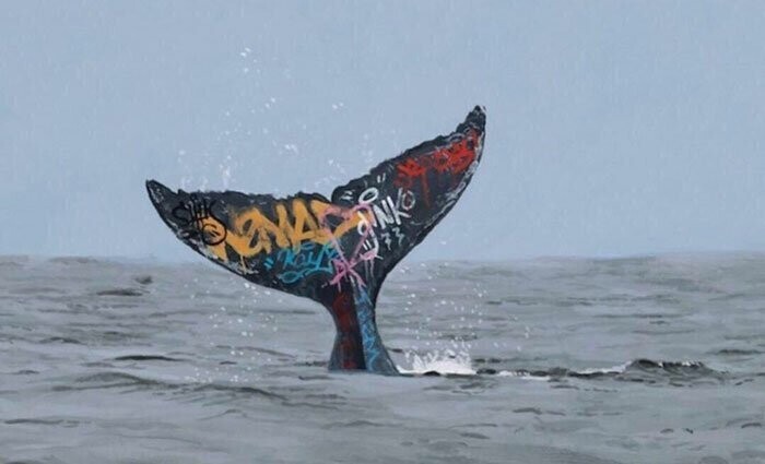 11. Морские биологи начали рисовать на китах граффити, чтобы отслеживать их движения