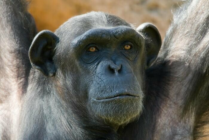 Люди - не потомки шимпанзе