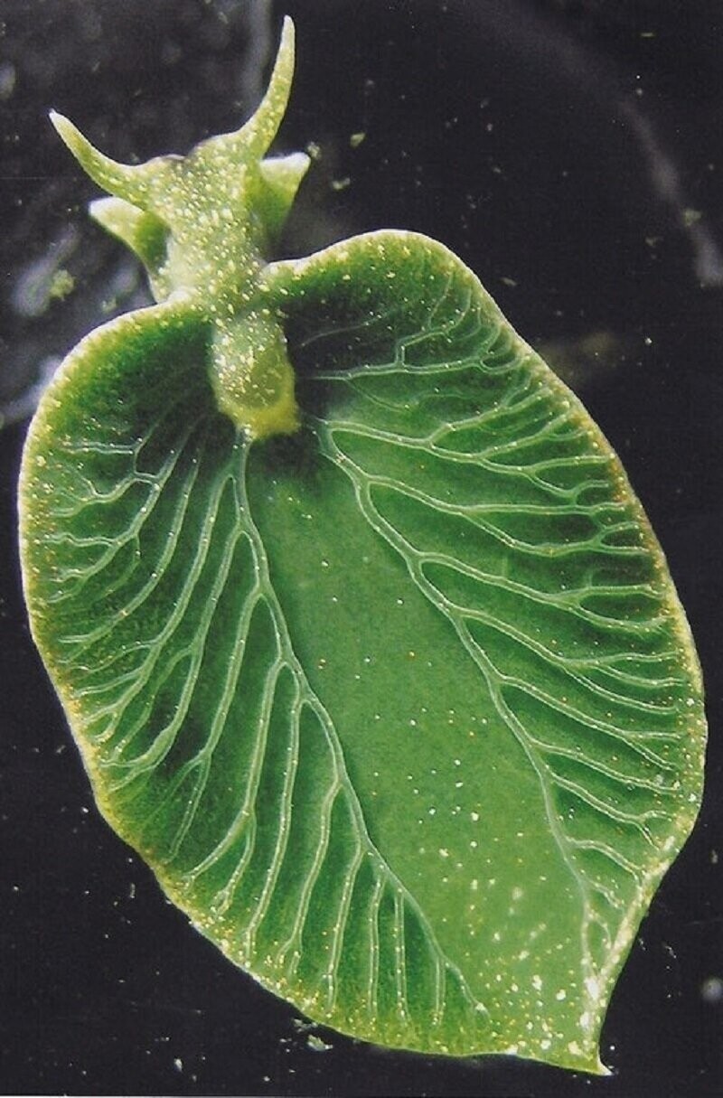 Это моллюск элизия, который наполовину растение, так как владеет фотосинтезом