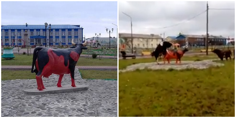 Трагическая история любви красной коровы из Южно-Курильска растрогала россиян