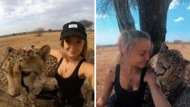 Обворожительная девушка дружит с гепардами и совсем их не боится