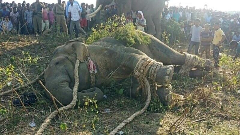 В Индии поймали слона по кличке «Бен Ладен», который убил 5 человек