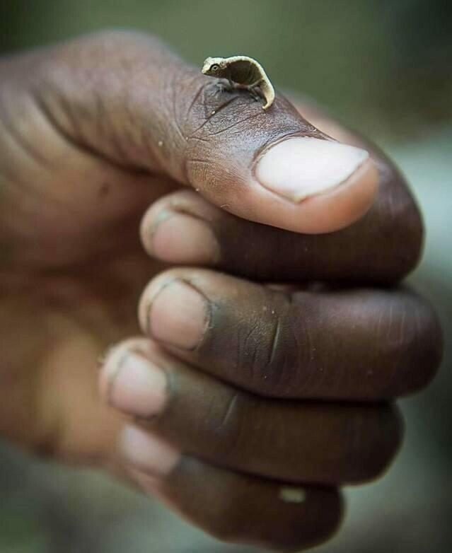 Фурцифер (Мадагаскар) — один из самых маленьких позвоночных в мире