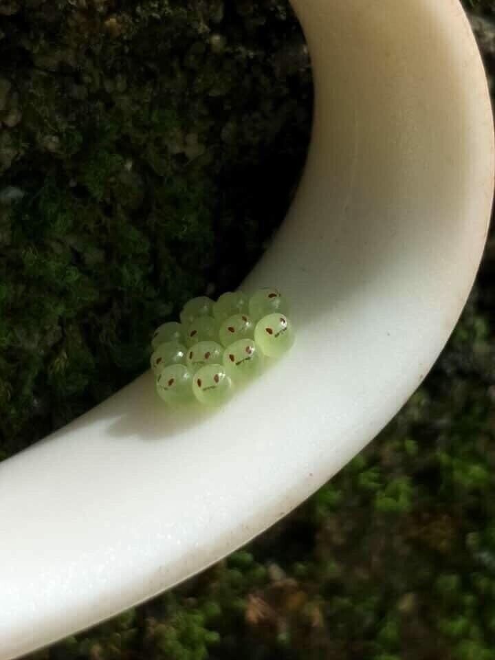 Яйца щитника зелёного древесного (palomena prasina) выглядят как смайлики