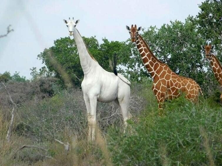 Редкий белый жираф в Кении