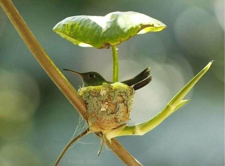 Гнездо колибри с листом в качестве крыши