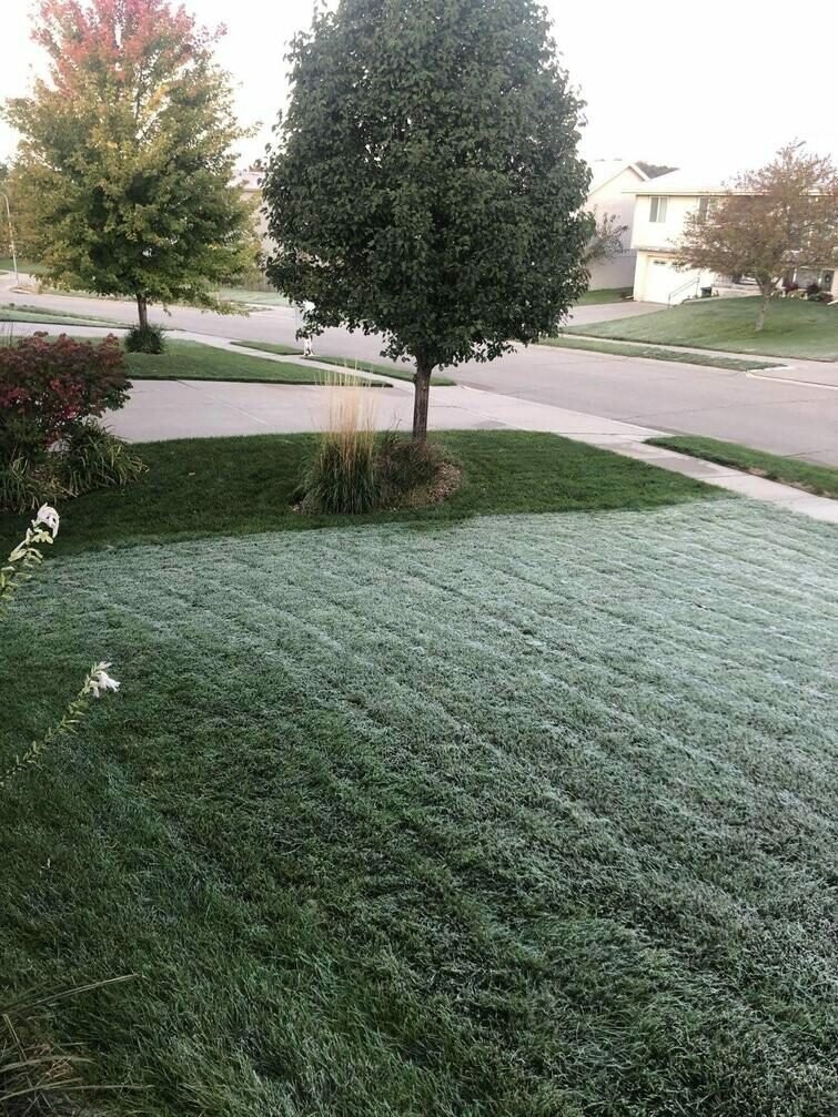 «Моя трава на 2,5 см ниже… и она замёрзла. А у моих соседей нет»