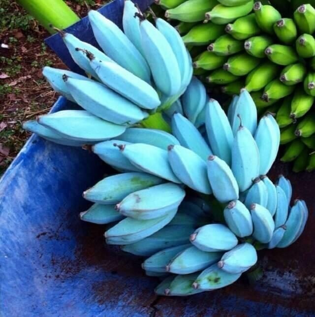 Сорт бананов Blue Java (Голубая Ява), которые предположительно имеют вкус ванильного мороженого