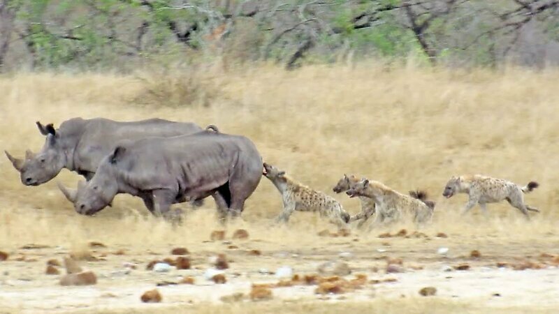 Стая гиен заметила раненого носорога и набросилась на него