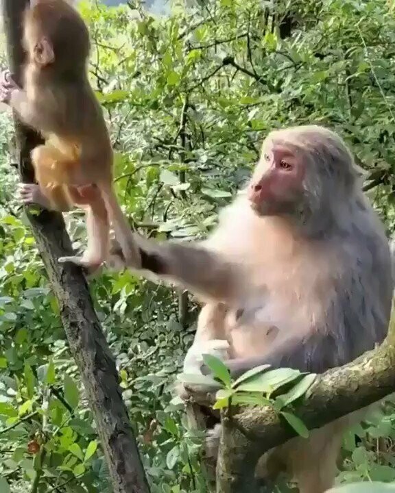 Маленькая обезьянка пытается обмануть свою мать