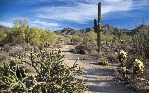 Пустыня Сонора, Соединенные Штаты и Мексика: +52 градуса по Цельсию