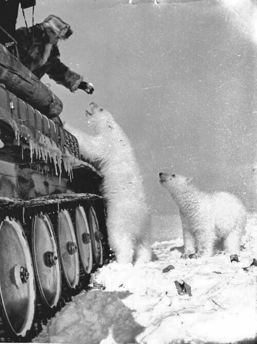 Советские солдаты подкармливают белых медведей