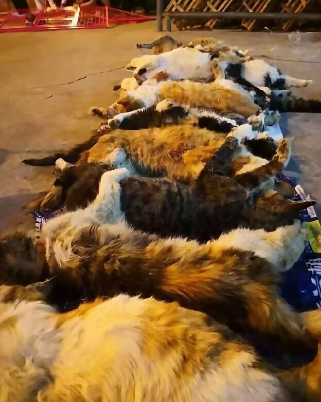 Усатые пленники:  В Китае спасли 100 кошек 