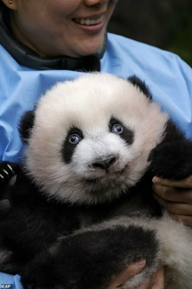 В бельгийском зоопарке состоялась церемония присвоения имен пандам