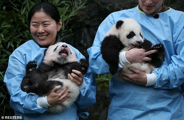 Маленькие панды постепенно растут и набирают силу. Они уже могут передвигаться сами на расстояние до трех метров