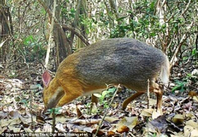 Во Вьетнаме обнаружили мини-оленей, которых давно считали вымершими