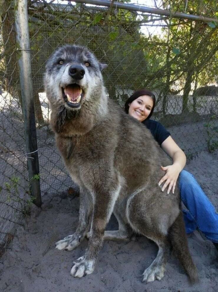 Волки могут быть очень большими