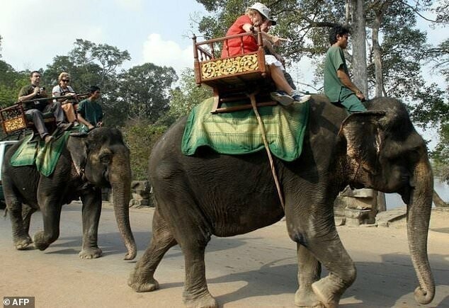 Камбоджа запретит катание на слонах в Ангкор-Вате