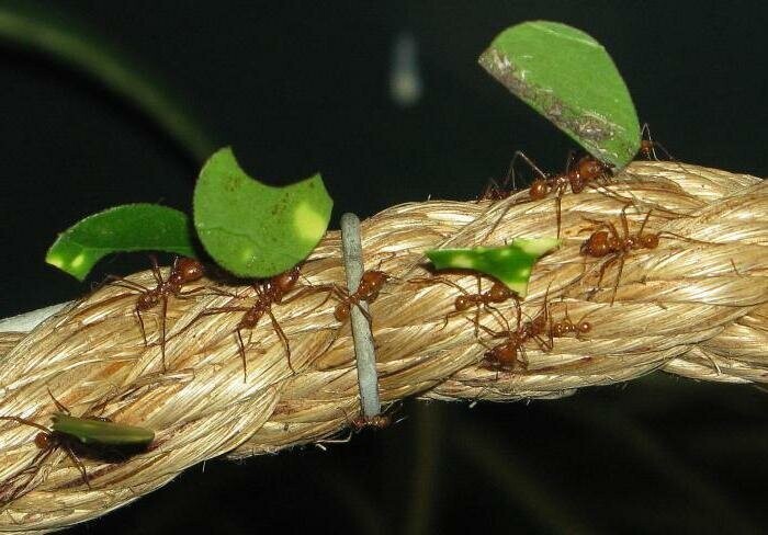 Муравьи-листорезы отличаются друг от друга по способностям к грибоводству