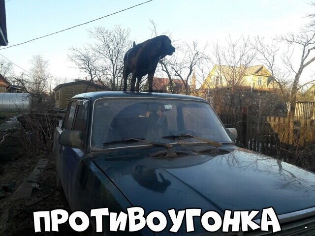 Автовсячина