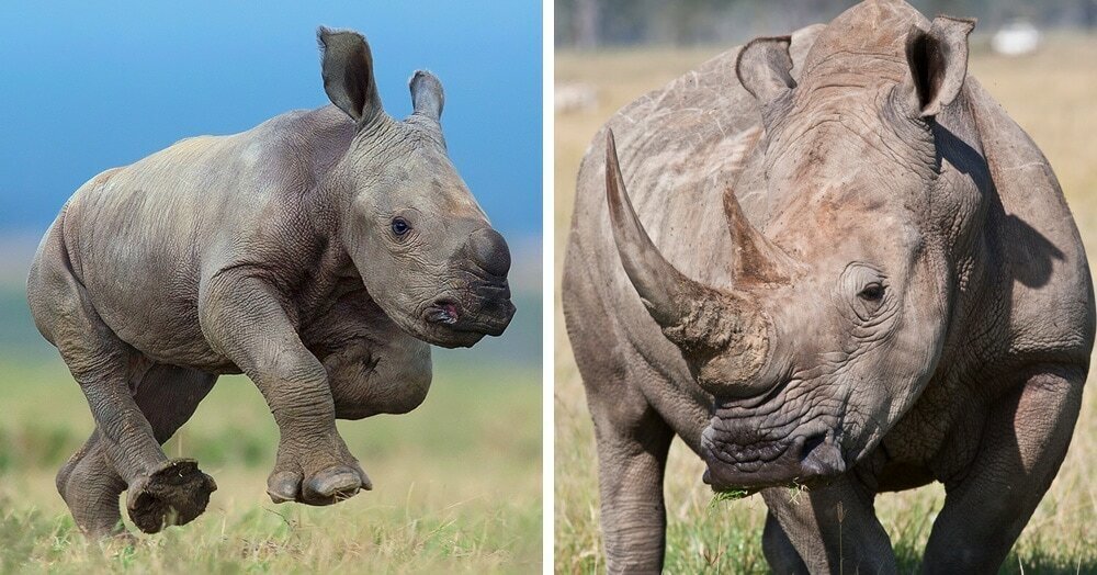 Носороги рождаются с рогом. Детёныш который не похож на своих родителей. Фото детенышей которые вообще не похожи на своих родителей.