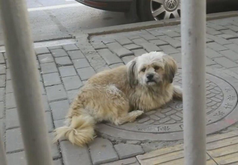 В Китае верная собака три года ждет умершего хозяина возле больницы 
