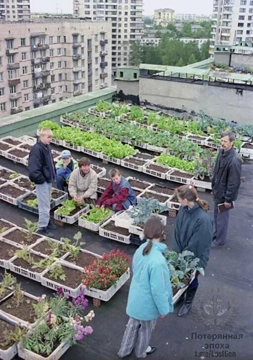 Выращивание овощей на крыше одного из домов в Санкт-Петербурге, 1997 год. 