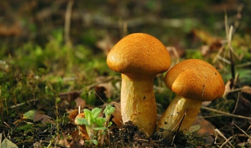 Почему грибы не растения