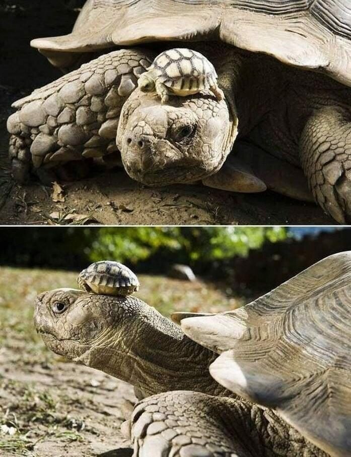 Две черепахи: 5 дней и 140 лет 