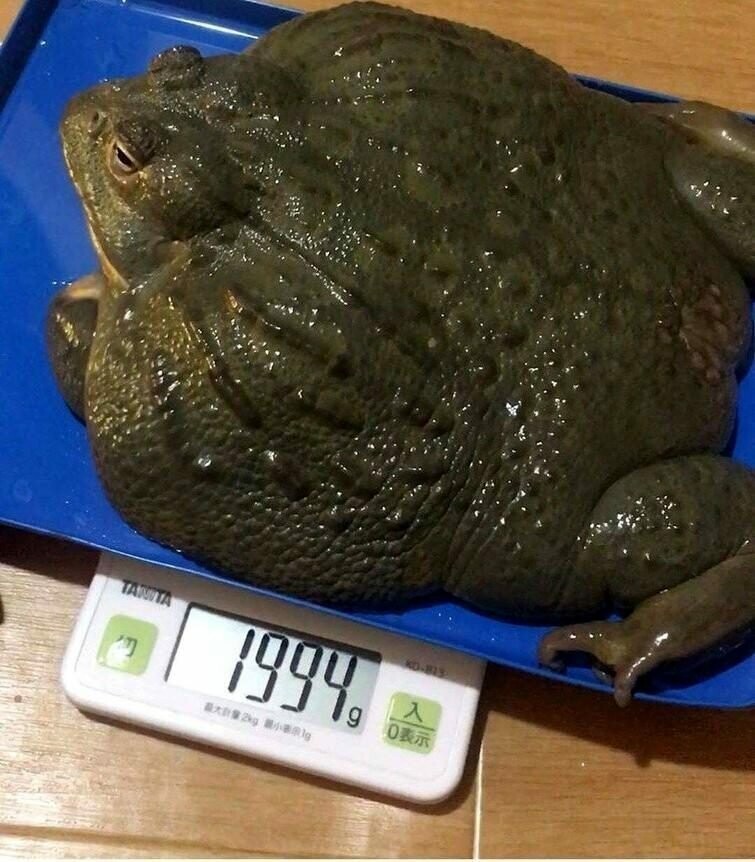 Держите 2-килограммовую жабу 