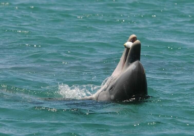 Дельфины специально едят токсичную рыбу фугу, чтобы «словить кайф»