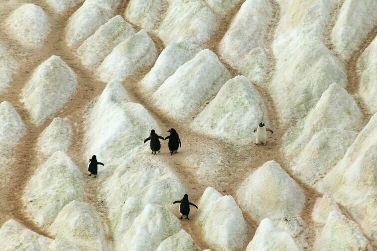 Тропы протоптанные пингвинами на айсберге 