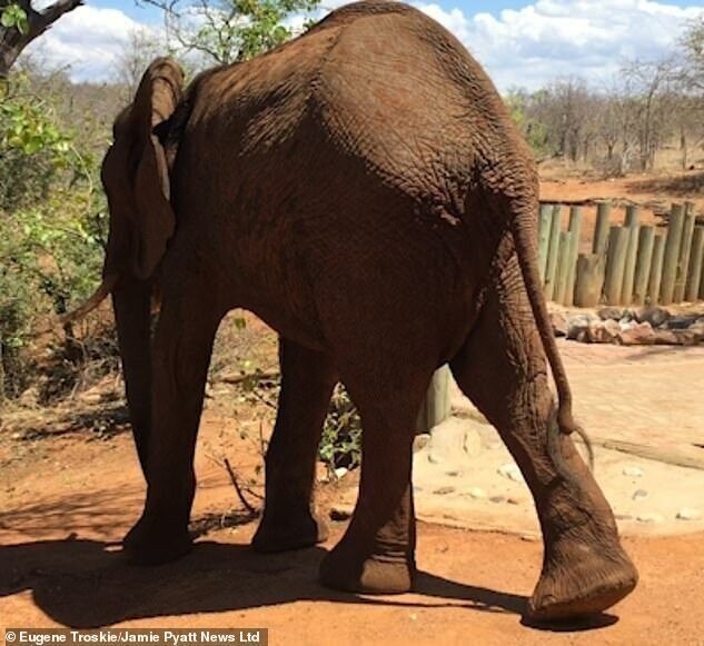 Видео: как себя вести, когда к вам в гости заходит нахальный слон