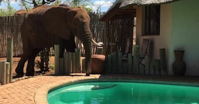 Видео: как себя вести, когда к вам в гости заходит нахальный слон