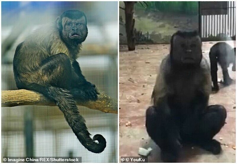 Грустный обезьян с "человеческим лицом" 19 лет прожил без женщины