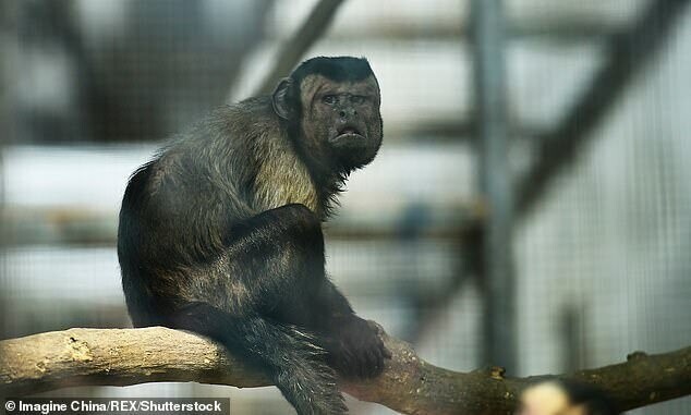 Посетители зоопарка сравнивали примата с разведенным мужчиной в годах