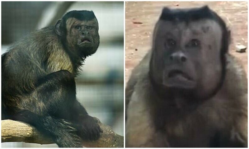Грустный обезьян с "человеческим лицом" 19 лет прожил без женщины