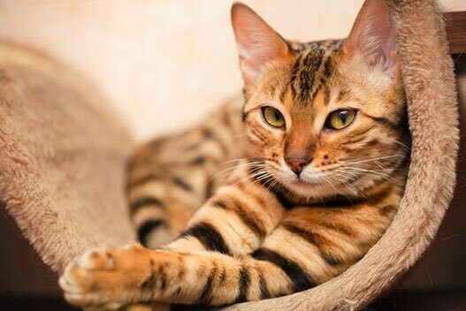 Когда кот величественно возлегает на подоконнике, он ожидает, что ему будут поклоняться как божеству. А все потому, что нынешние коты - потомки кошек Древнего Египта.